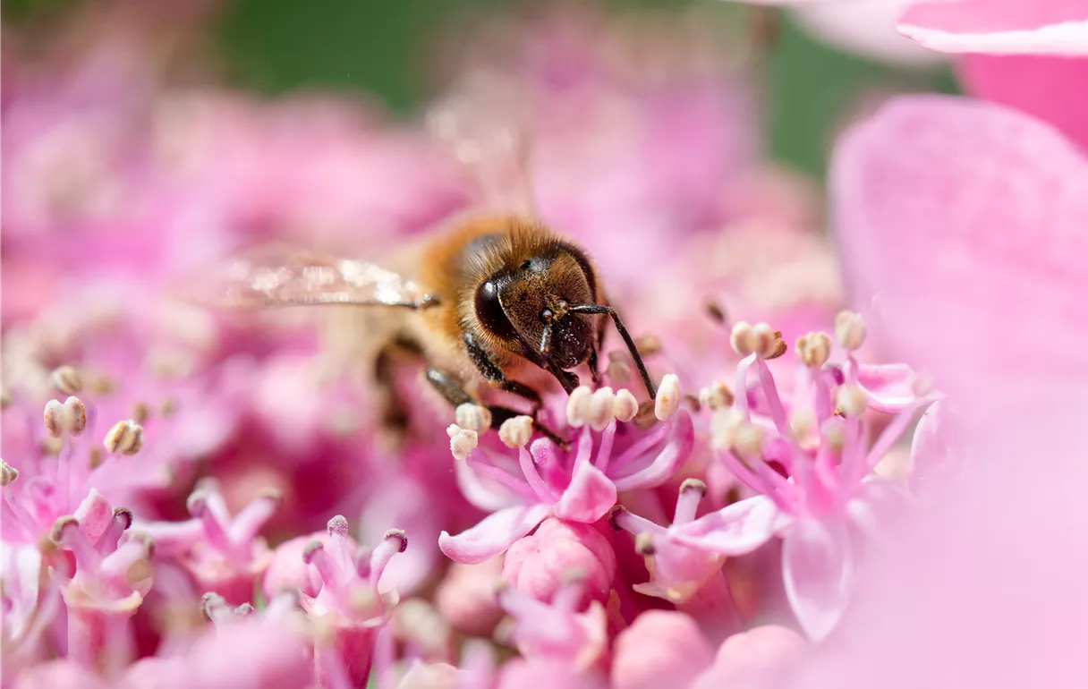 Biene auf Blüte