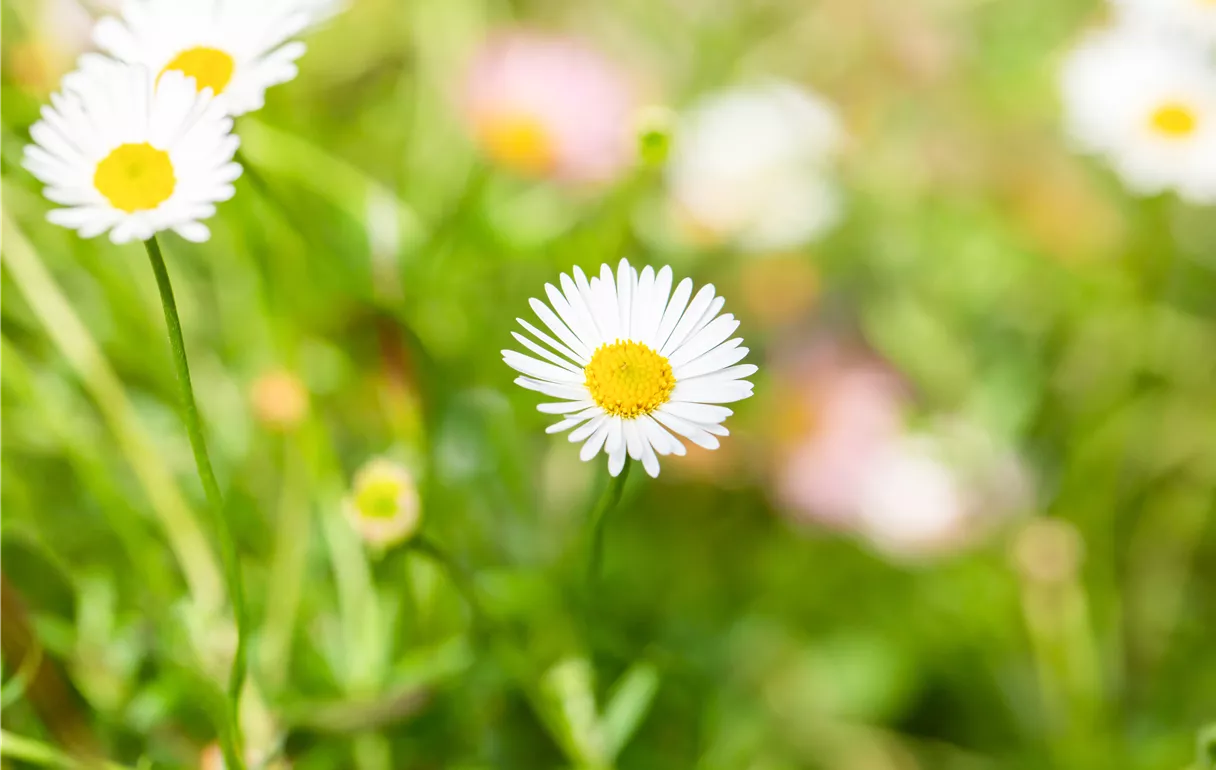 Erigeron karvinskianus 'Blütenmeer'