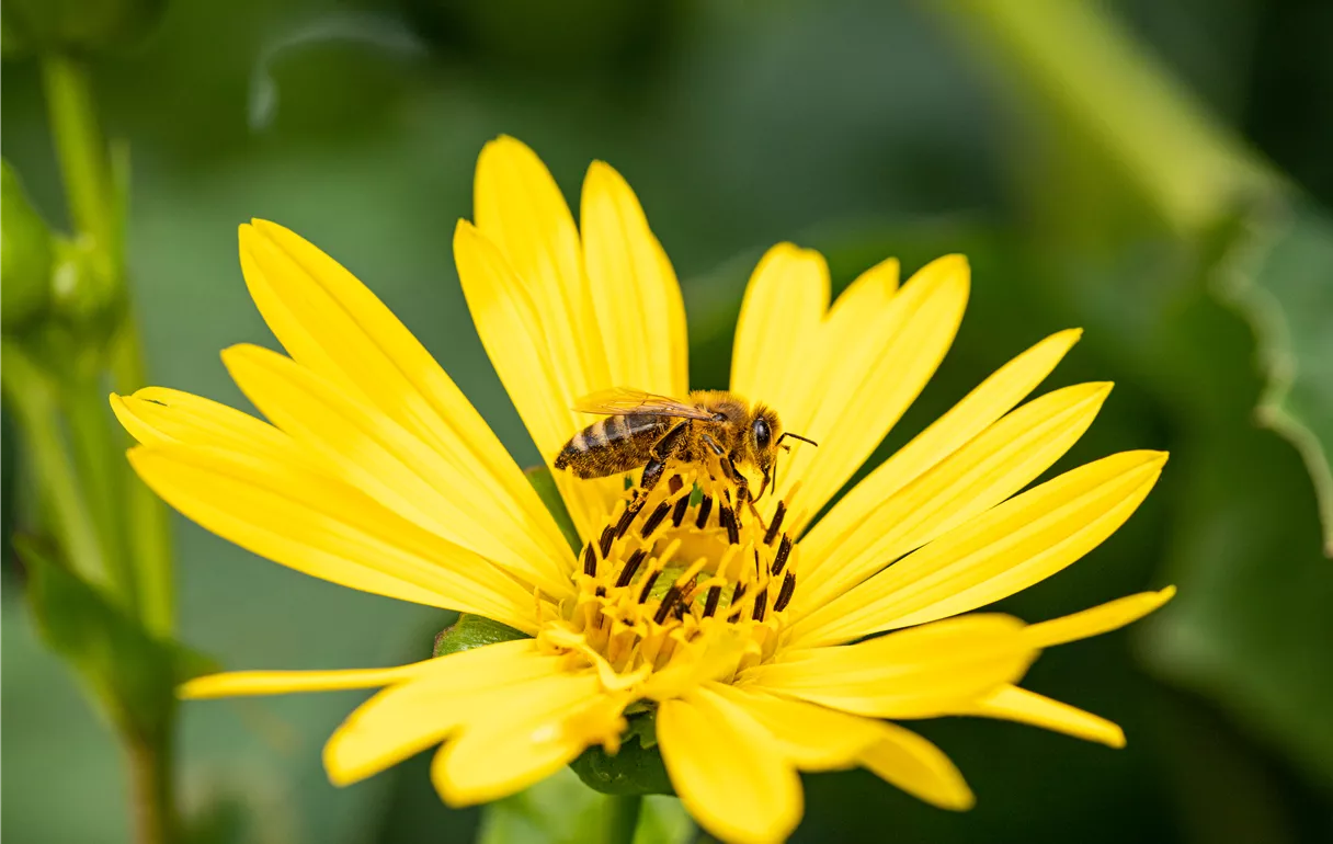 Biene auf Blüte