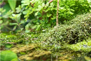 Wasserpflanzen