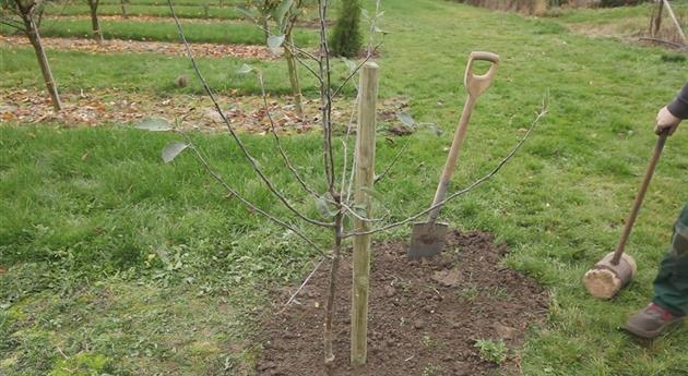 Apfelbaum - Einpflanzen im Garten