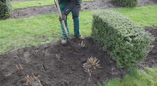 Dahlien - Einpflanzen im Garten