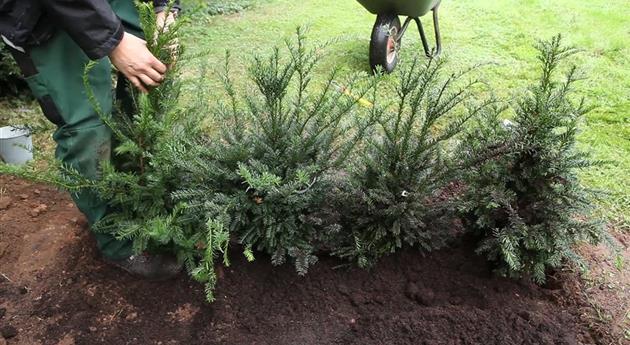 Eibe - Hecke einpflanzen im Garten