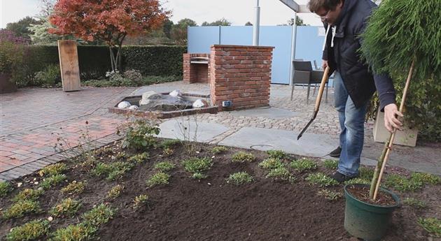 Fadenzypresse - Einpflanzen im Garten