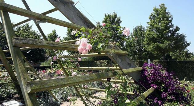 Gartengestaltung - Rosengarten