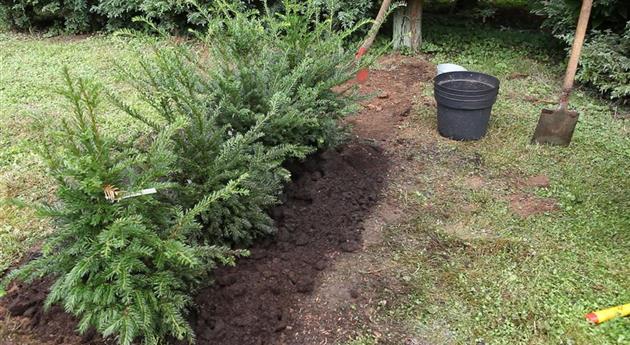 Hecke - Einpflanzen im Garten