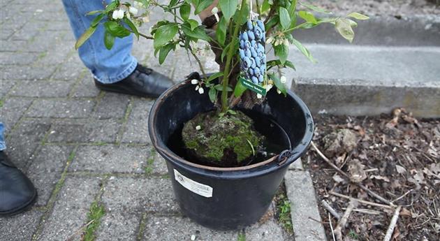 Heidelbeeren - Einpflanzen im Garten