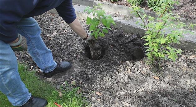 Himbeeren - Einpflanzen im Garten