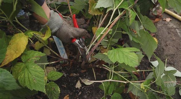 Himbeeren - Zurückschneiden im Herbst