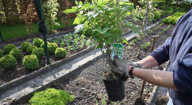 Schwarze Johannisbeeren - Einpflanzen im Garten