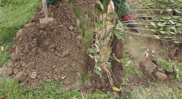 Ligusterhecke - Einpflanzen im Garten