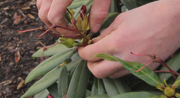 Rhododendron - Entfernen von Blütenständen