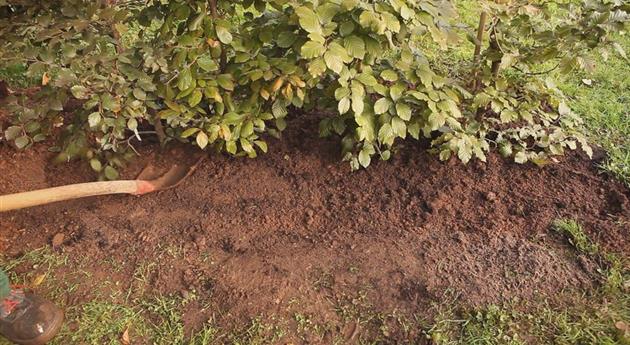 Rotbuchenhecke - Einpflanzen im Garten