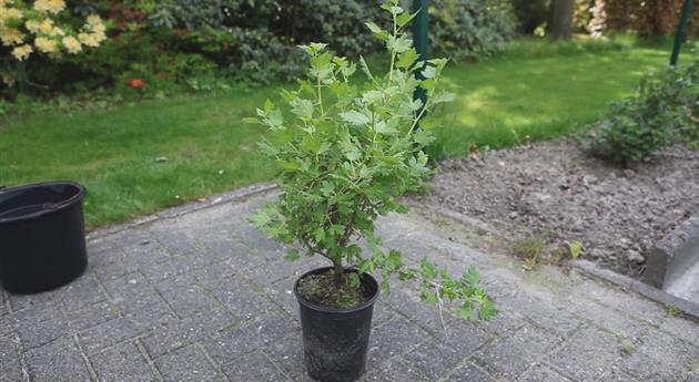 Stachelbeere - Einpflanzen im Garten