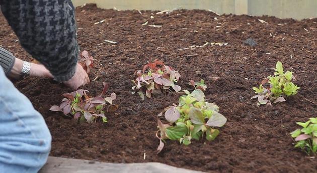 Teppich-Hartriegel - Einpflanzen im Garten