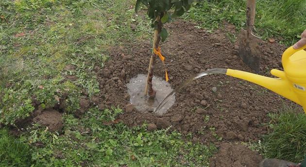 Zwergapfelbaum - Einpflanzen im Garten