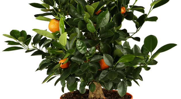 Citrus madurensis