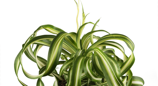 Chlorophytum comosum 'Atlantic'