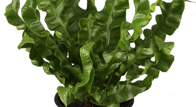 Asplenium nidus 'Crispy Wave'