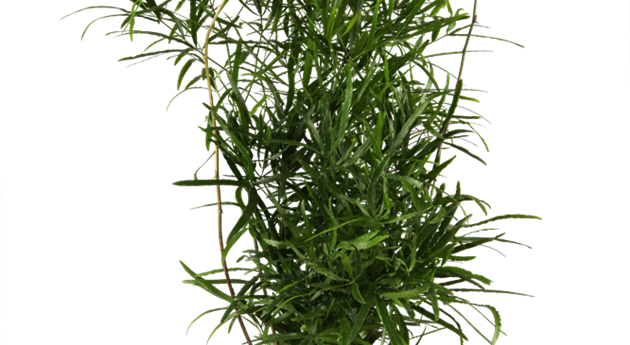 Asparagus falcatus