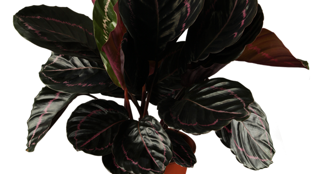 Calathea roseopicta 'Dottie'