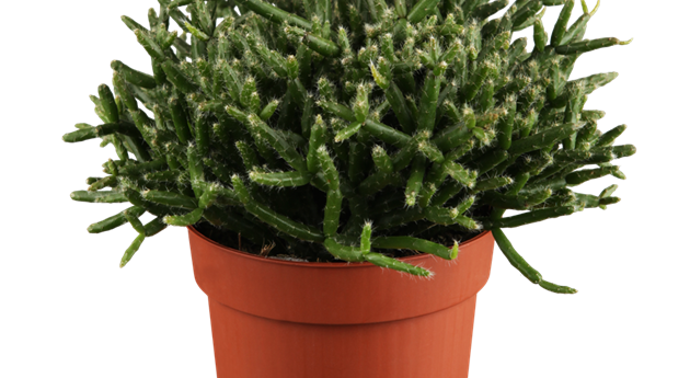 Rhipsalis burchellii