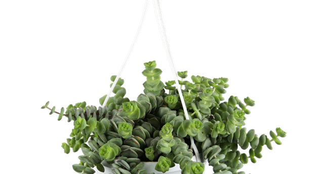 Crassula rupestris