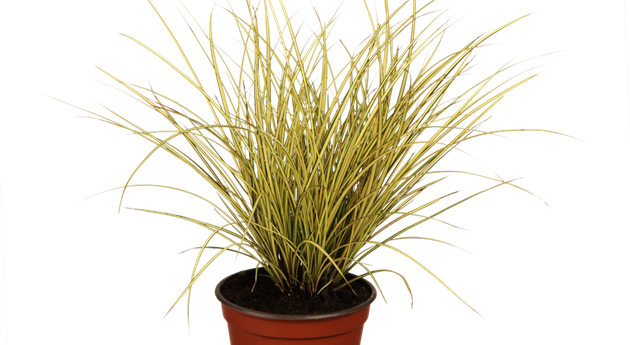 Carex brunnea 'Variegata'