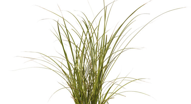 Carex brunnea 'Jenneke'