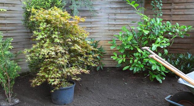 Fächer-Ahorn - Einpflanzen im Garten