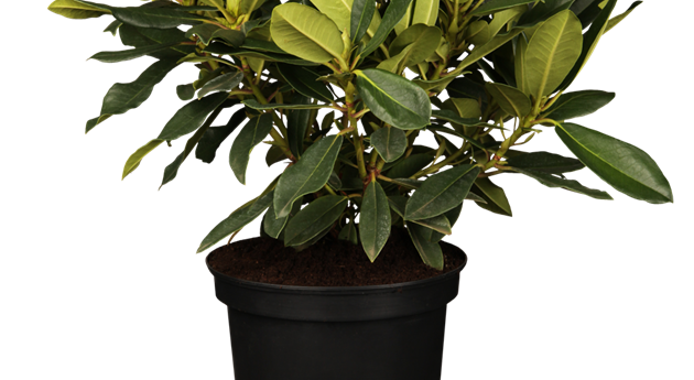 Rhododendron 'Kabarett'®