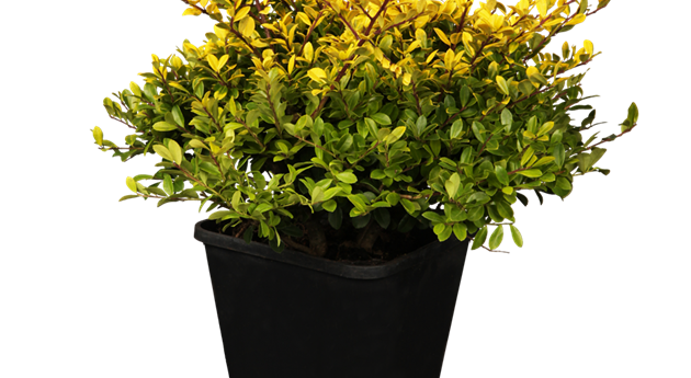 Ilex crenata 'Golden Gem'