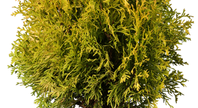 Thuja occidentalis 'Jantar'