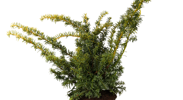 Taxus baccata 'Summergold'