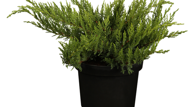 Juniperus sabina 'Tamariscifolia'