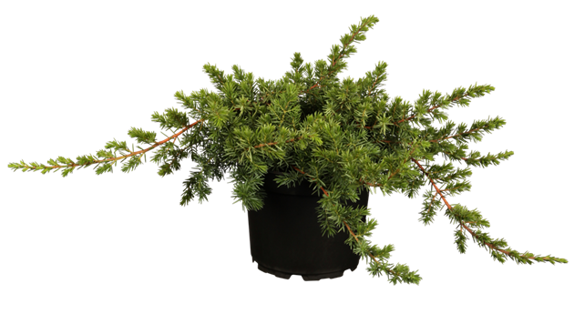 Juniperus conferta 'Blue Pacific'