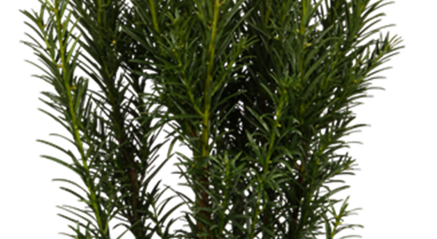 Taxus x media 'Groenland'