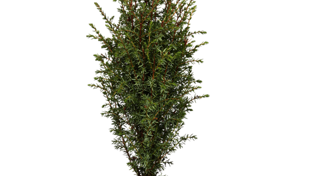 Juniperus communis 'Arnold'