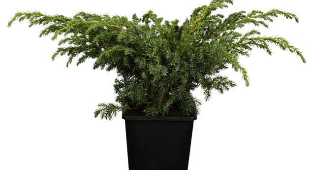 Juniperus squamata 'Blue Swede'