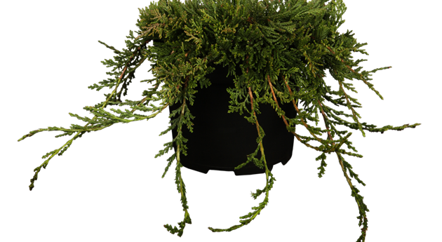 Juniperus horizontalis 'Wiltonii'