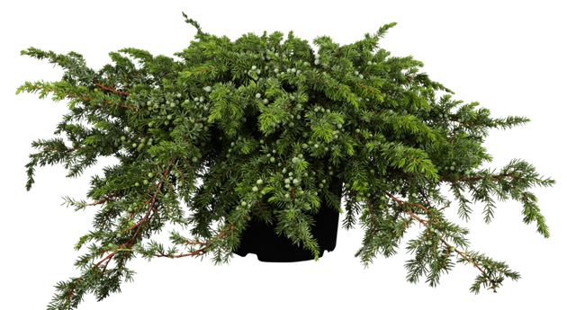 Juniperus conferta 'Schlager'