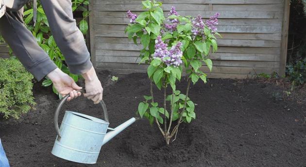 Flieder - Einpflanzen im Garten