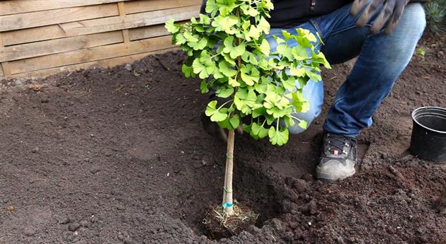 Fächerblattbaum - Einpflanzen im Garten