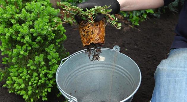 Zwergmispel - Einpflanzen im Garten