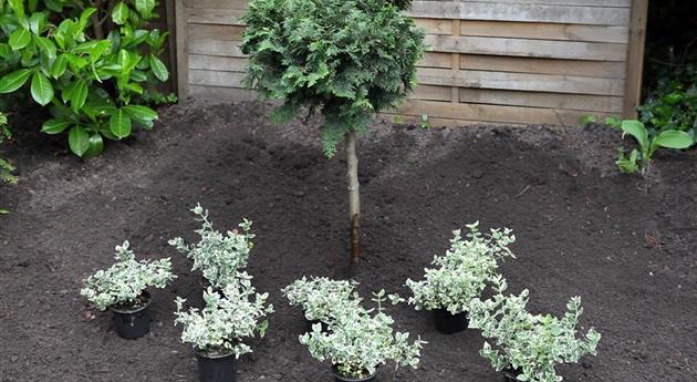 Kriechspindel - Einpflanzen im Garten