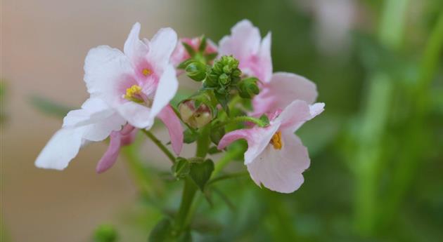 Elfensporn - Einpflanzen in ein Gefäß