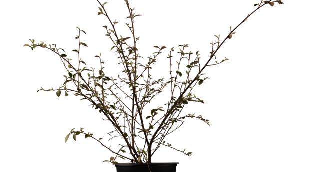 Cotoneaster franchetii