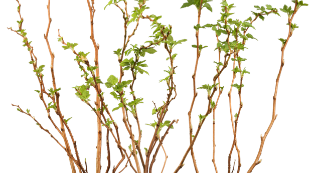 Rubus speciosus 'Olympic Double'