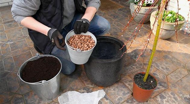 Hängekätzchenweide - Einpflanzen in ein Gefäß