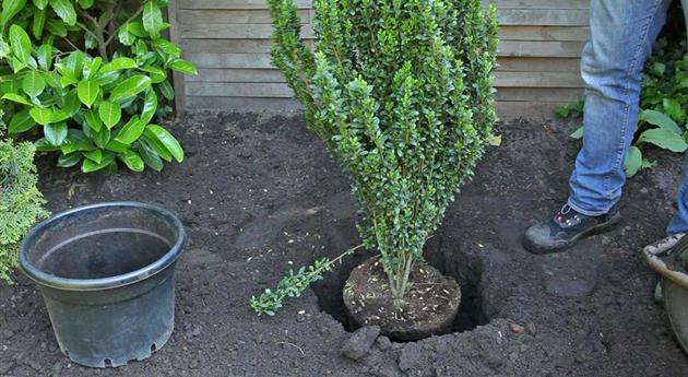 Stechpalme - Einpflanzen im Garten